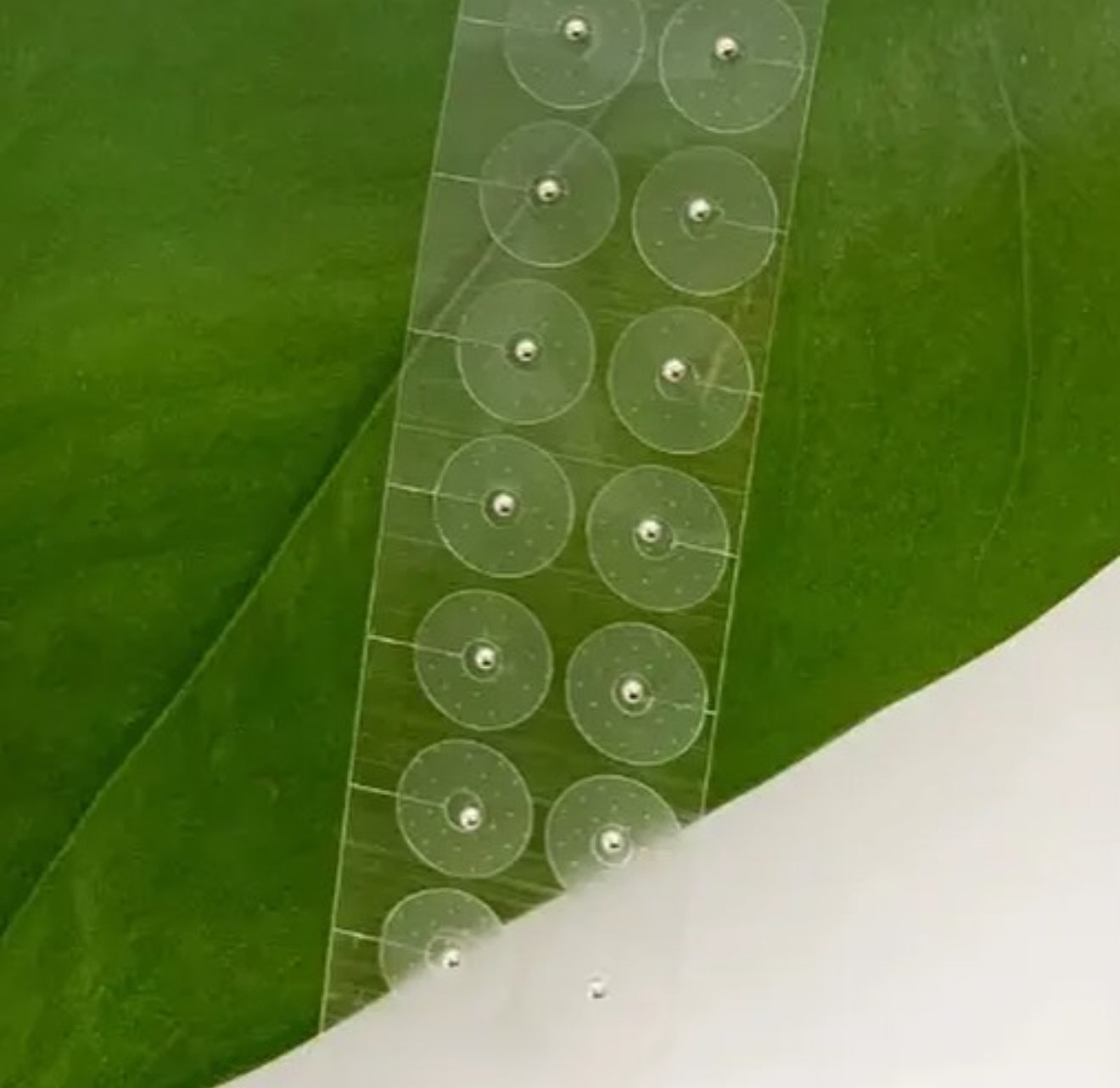 耳つぼジュエリー　耳つぼジュエリーセミナー　耳つぼ美容　耳つぼ健康　耳つぼダイエット　耳つぼシール